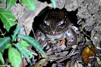 BullFrog_25kh_0322