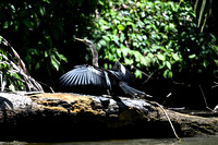 Anhinga-CostaRica_25kh_0104