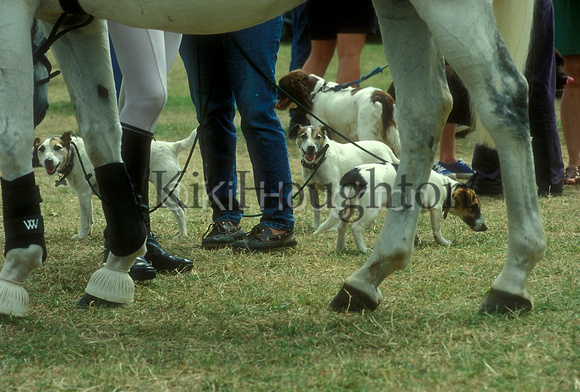 Horse's legs and dogs at horse show. SJ161-04-03