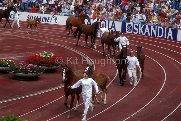 Parade of Swedish warmbloods World Equestrian Games 1990 SJ117-10-19.JPG