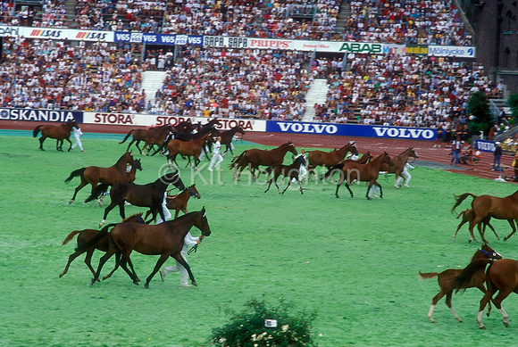 Parade of Swedish Warmbloods World Equestrian Games 1990 SJ117-10-18.JPG