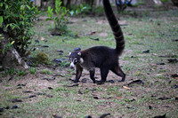 Coati_25kh_0283