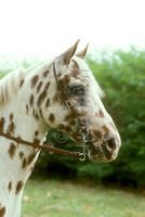 American Spotted Pony