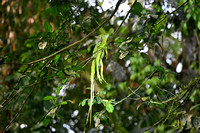 BasiliskLizard_25kh_0185