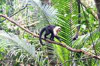 CapuchinMonkey_25kh_0293