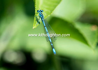 DamselFly_Steart18kh0408