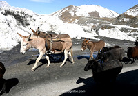 Kyrgyzstan_19kh_1344