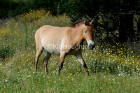 Prewalski_08kh094