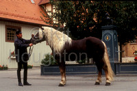 Black Forest horse (Noriker)