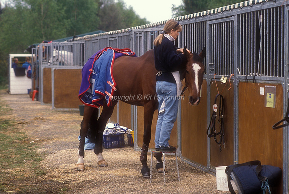 Horse being plaited at temporary stabling EV230-05-05