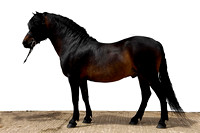 Horse&Pony Breeds