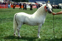 Welsh Section A- Mountain pony