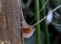 AnolisLizard_25kh_0342