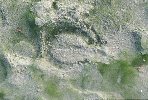 A close-up of fibre sand EV216-10-11