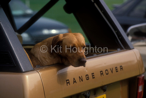 Dog peering out of back of a Range Rover EV203-10-06