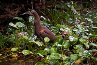 BareThroatedTigerHeron-CostaRica_25kh_0134