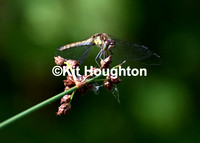 CommonDarter_Steart_24kh_6301
